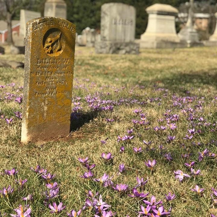 Crocus in Spring